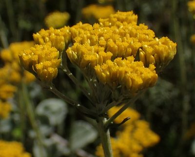 Helichrysum cymosum, photographed by Nicola van Berkel