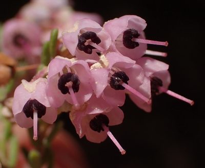 Erica canaliculata, photographed by Nicola van Berkel