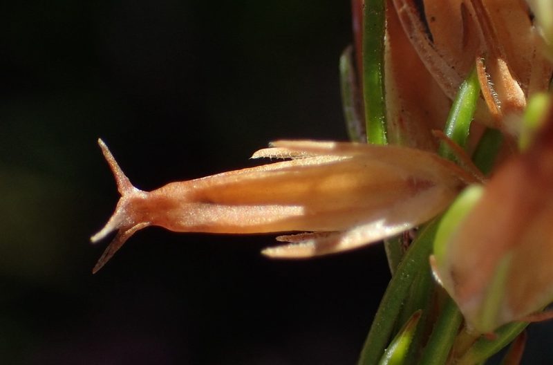 Erica heleophila, photographed by Nicola van Berkel