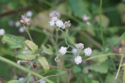 Fleischmannia incarnata