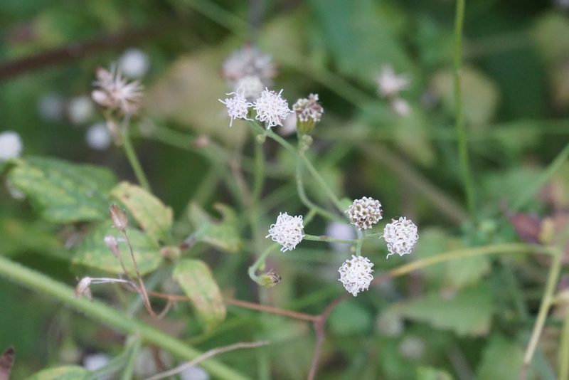 Fleischmannia incarnata, photographed by Center for Urban Ecology