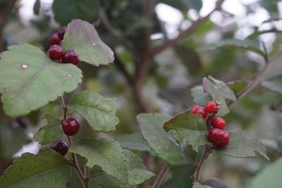 Xylosma flexuosa, photographed by Center for Urban Ecology