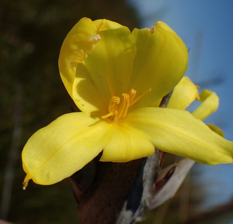 Bobartia macrospatha, photographed by Nicola van Berkel