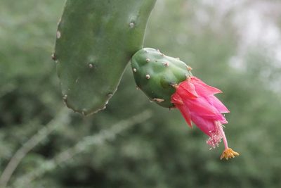 Opuntia cochenillifera, photographed by Center for Urban Ecology