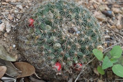Mammillaria heyderi, photographed by Center for Urban Ecology