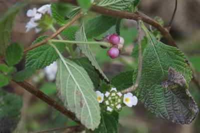 Lantana velutina, photographed by Center for Urban Ecology