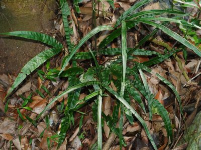 Pteris rugosifolia, photographed by Jacy Chen