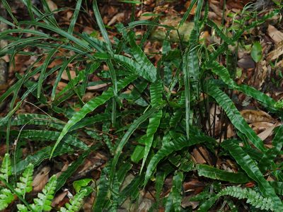 Pteris rugosifolia, photographed by Jacy Chen