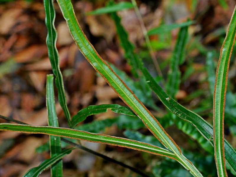 Pteris rugosifolia, photographed by Jacy Chen