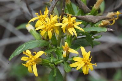 Trixis inula, photographed by Center for Urban Ecology