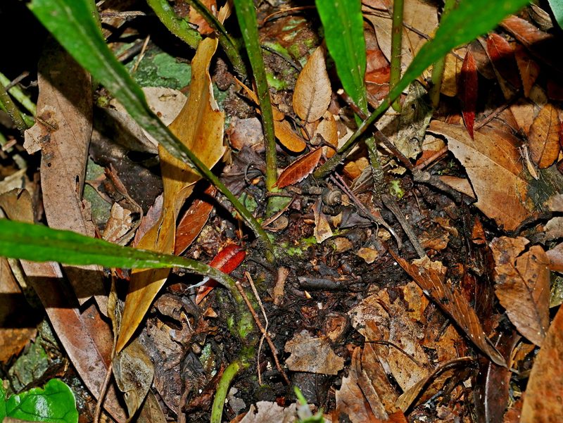 Leptochilus decurrens, photographed by Jacy Chen