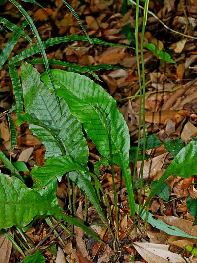 Leptochilus decurrens, photographed by Jacy Chen