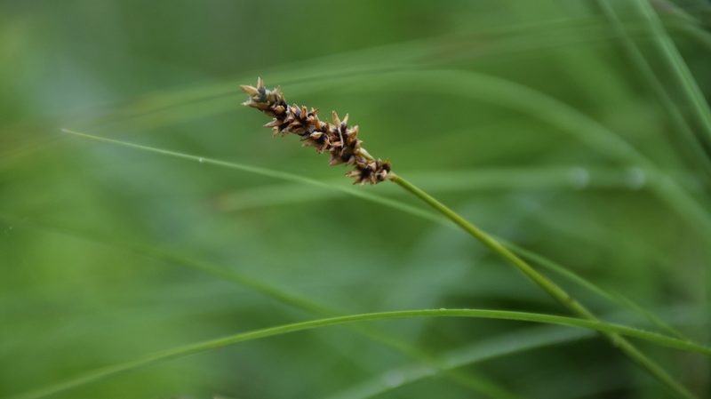 Carex diandra, photographed by Игорь Васильев