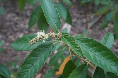 Croton cortesianus, photographed by Center for Urban Ecology