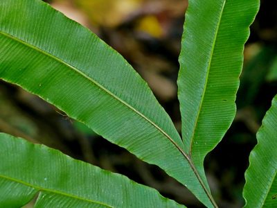 Pteris subesquirolii, photographed by Jacy Chen