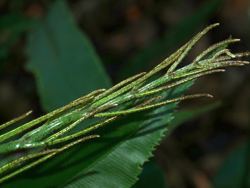 Pteris subesquirolii, photographed by Jacy Chen