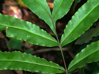 Pteris subesquirolii, photographed by Jacy Chen