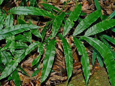 Pteris subesquirolii, photographed by Jacy Chen