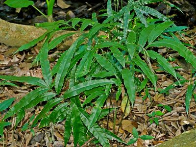 Pteris subesquirolii, photographed by Jacy Chen