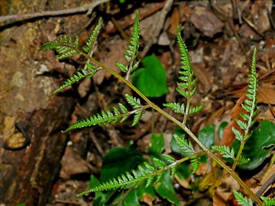 Anisocampium niponicum, photographed by Jacy Chen
