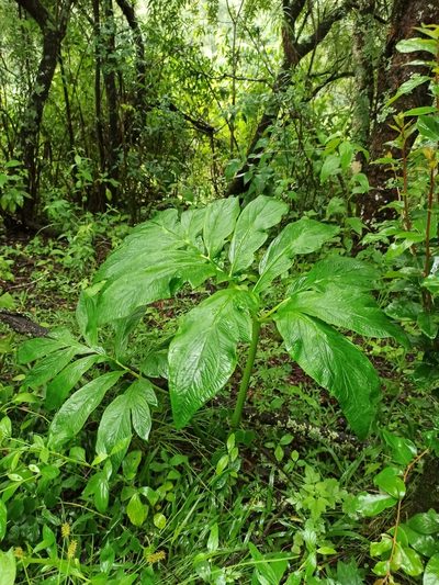 Gorgonidium vermicidum, photographed by Gonzalo Martinez