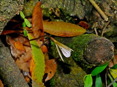 Nervilia taiwaniana, photographed by Jacy Chen