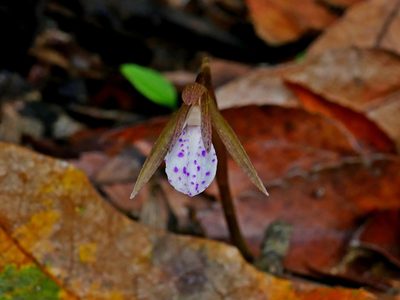 Nervilia taiwaniana, photographed by Jacy Chen