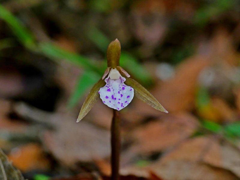 Nervilia taiwaniana, photographed by Jacy Chen