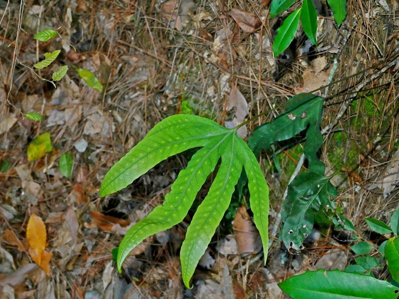 Selliguea hastata, photographed by Jacy Chen