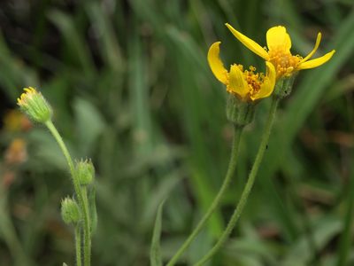 Arnica longifolia, photographed by Jim Morefield