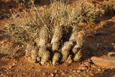 Euphorbia stellispina, photographed by Tony Rebelo