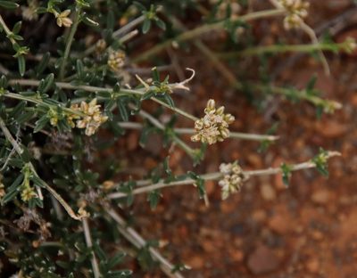 Limeum aethiopicum, photographed by Tony Rebelo