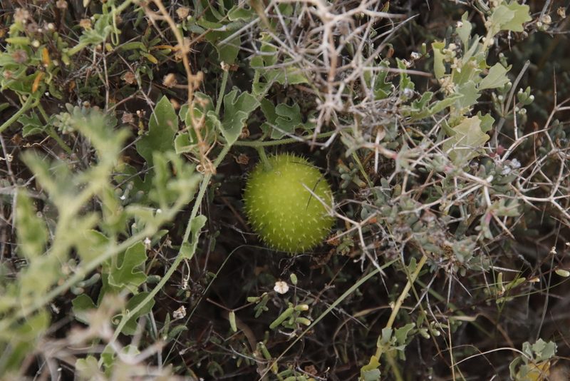 Cucumis myriocarpus, photographed by Tony Rebelo
