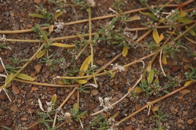 Gisekia pharnaceoides
