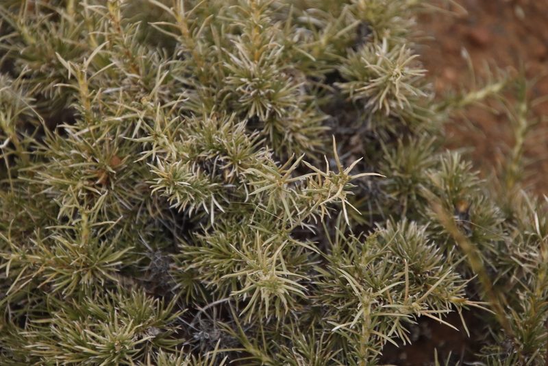Aptosimum spinescens, photographed by Tony Rebelo