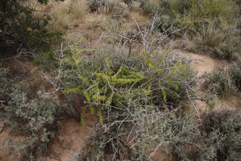Asparagus burchellii, photographed by Tony Rebelo