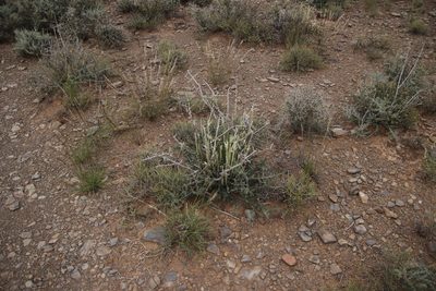 Kleinia longiflora, photographed by Tony Rebelo