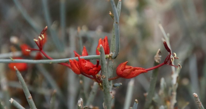 Cadaba aphylla, photographed by Tony Rebelo