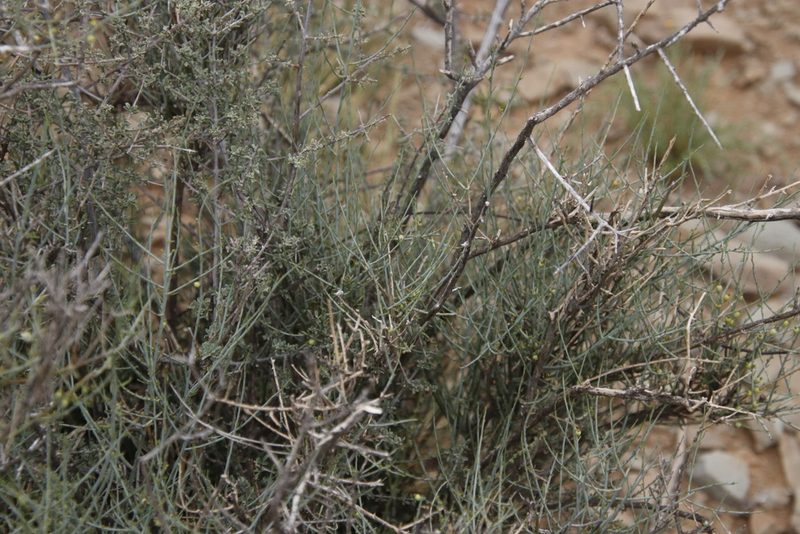 Lacomucinaea lineata, photographed by Tony Rebelo