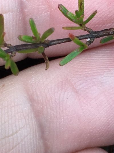 Hypericum lloydii, photographed by Becky Dill