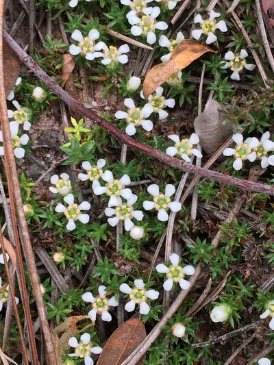 Pyxidanthera brevifolia, photographed by Becky Dill