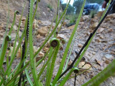 Drosophyllum lusitanicum, photographed by Abraham