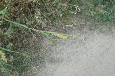 Cenchrus longispinus, photographed by Olena V. Vakarenko