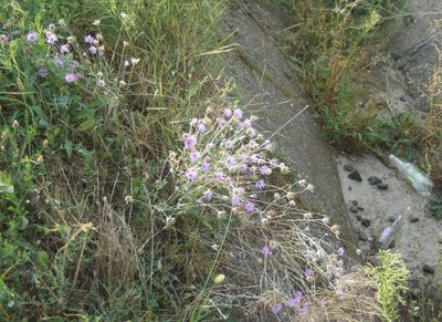 Xeranthemum annuum, photographed by Olena V. Vakarenko