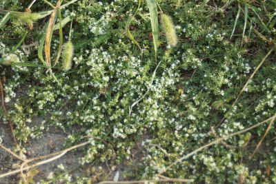 Galium humifusum, photographed by Olena V. Vakarenko