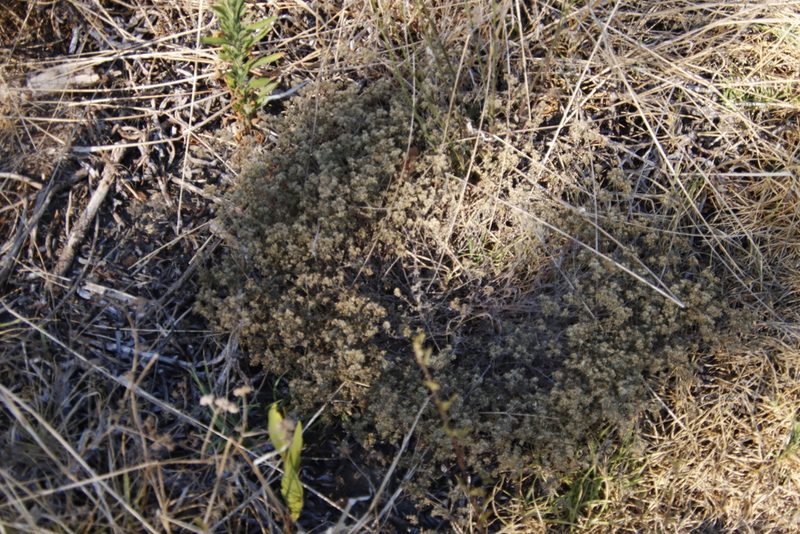Helichrysum indicum, photographed by Tony Rebelo