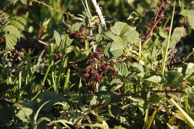 Rubus affinis, photographed by Tony Rebelo