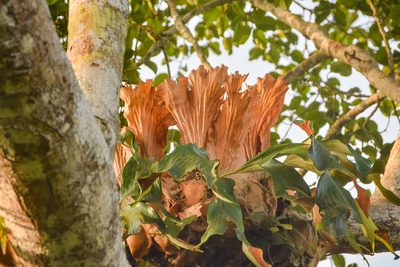 Platycerium stemaria, photographed by Jay Pruett
