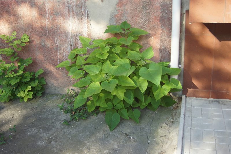 Catalpa bignonioides, photographed by Olena V. Vakarenko