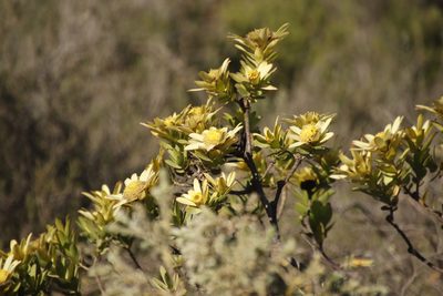 Leucadendron stelligerum, photographed by Tony Rebelo